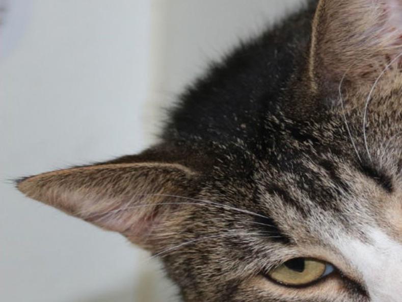 Floppy Ears Or Pointy Ears You Decide Local News Nonpareilonline Com