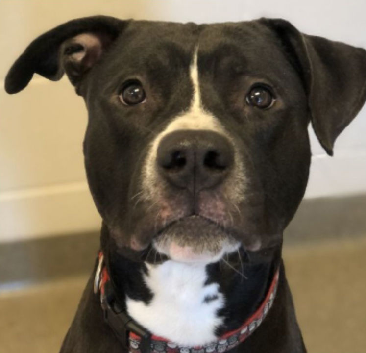 petsmart pet tracker