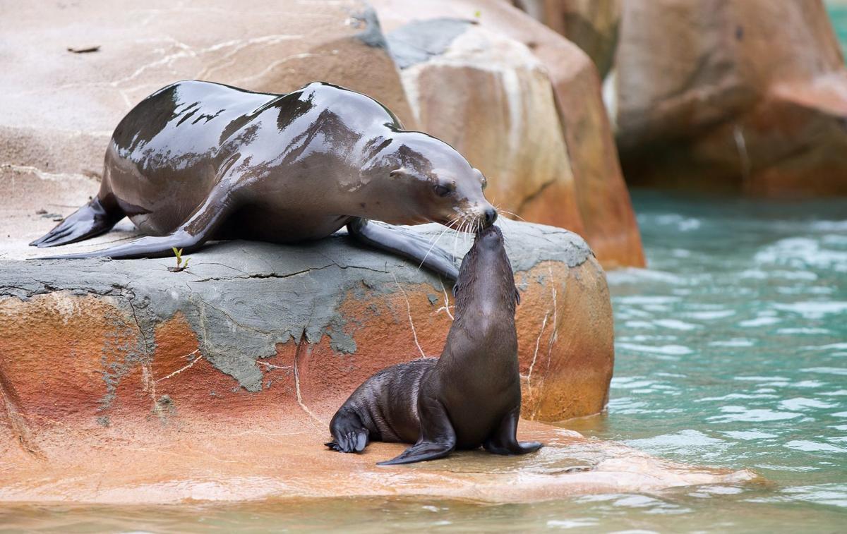 A new $22.5 million sea lion exhibit is coming to the Henry Doorly Zoo