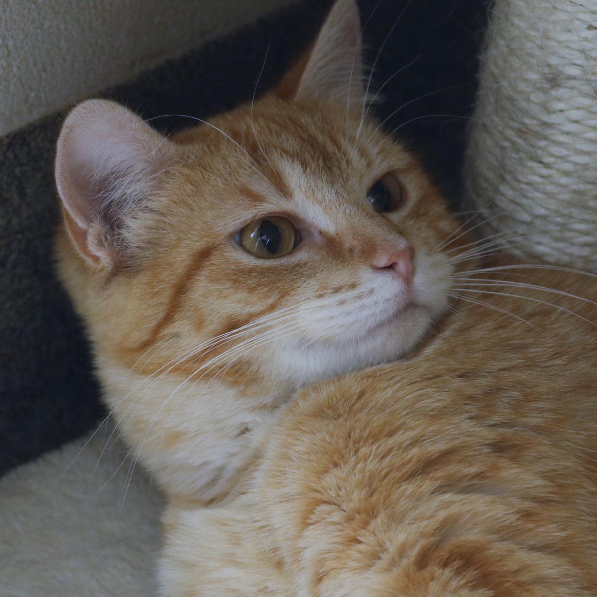 Plan Ahead For National Animal Disaster Preparedness Month Local