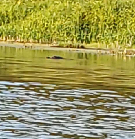 Alleged Big Lake Alligator