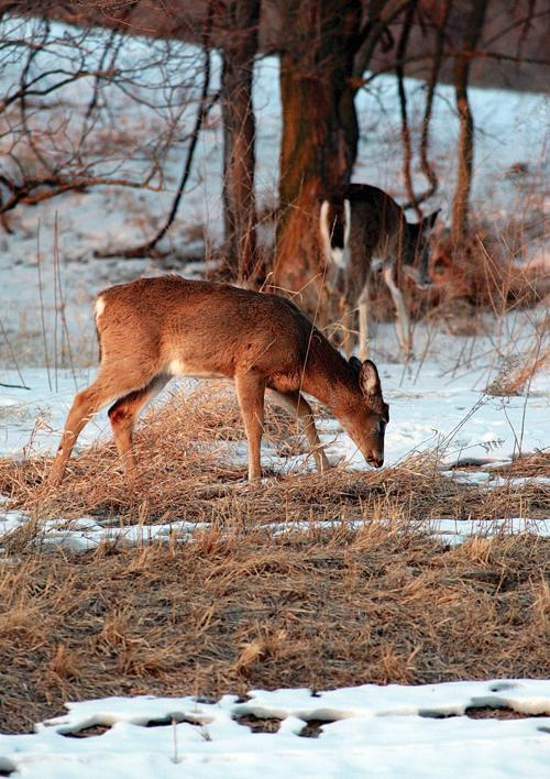 DeSoto File - Deer