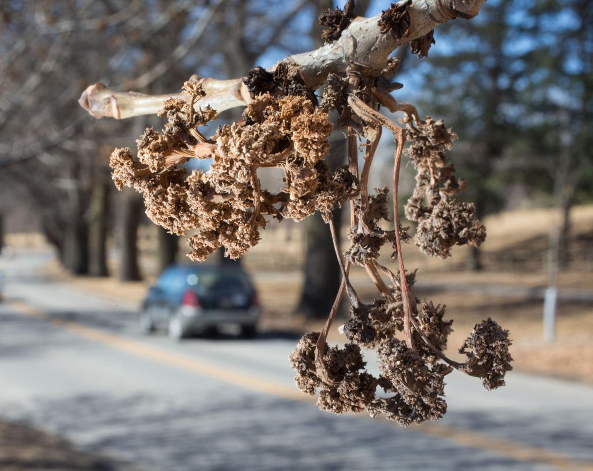 Tree pollen levels signal the start of seasonal allergies in the metro