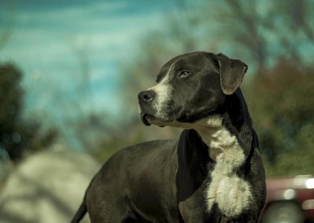 major dog rescue labrador pit bull mix