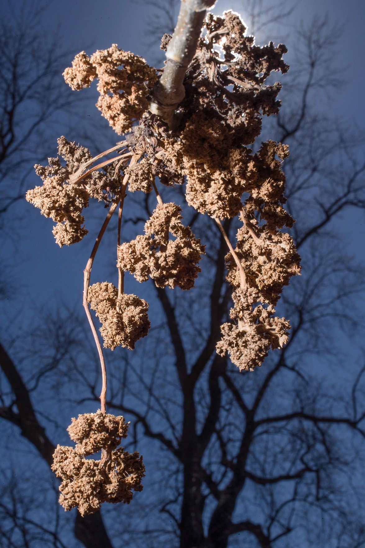 Tree pollen levels signal the start of seasonal allergies in the metro