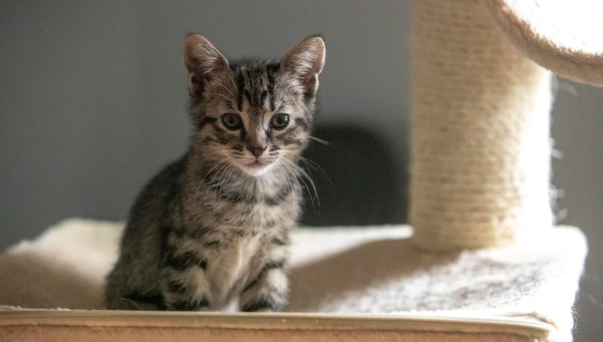 May 28 Face Of The Day Name The Kitten Day 3 Face Of The Day