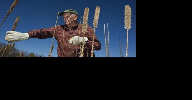 Loess Hills Prairie Seed Harvest events scheduled - Vimarsana News