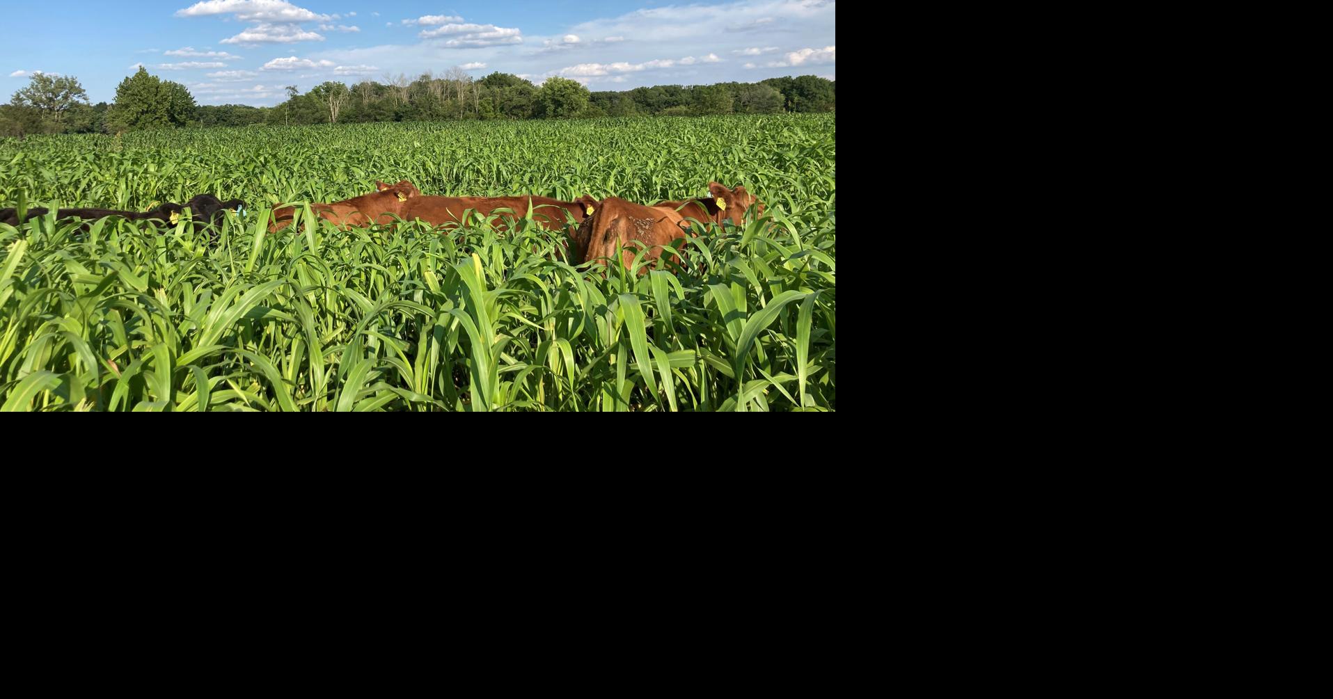 Western Iowa Forage Field Day taking look at summer annuals