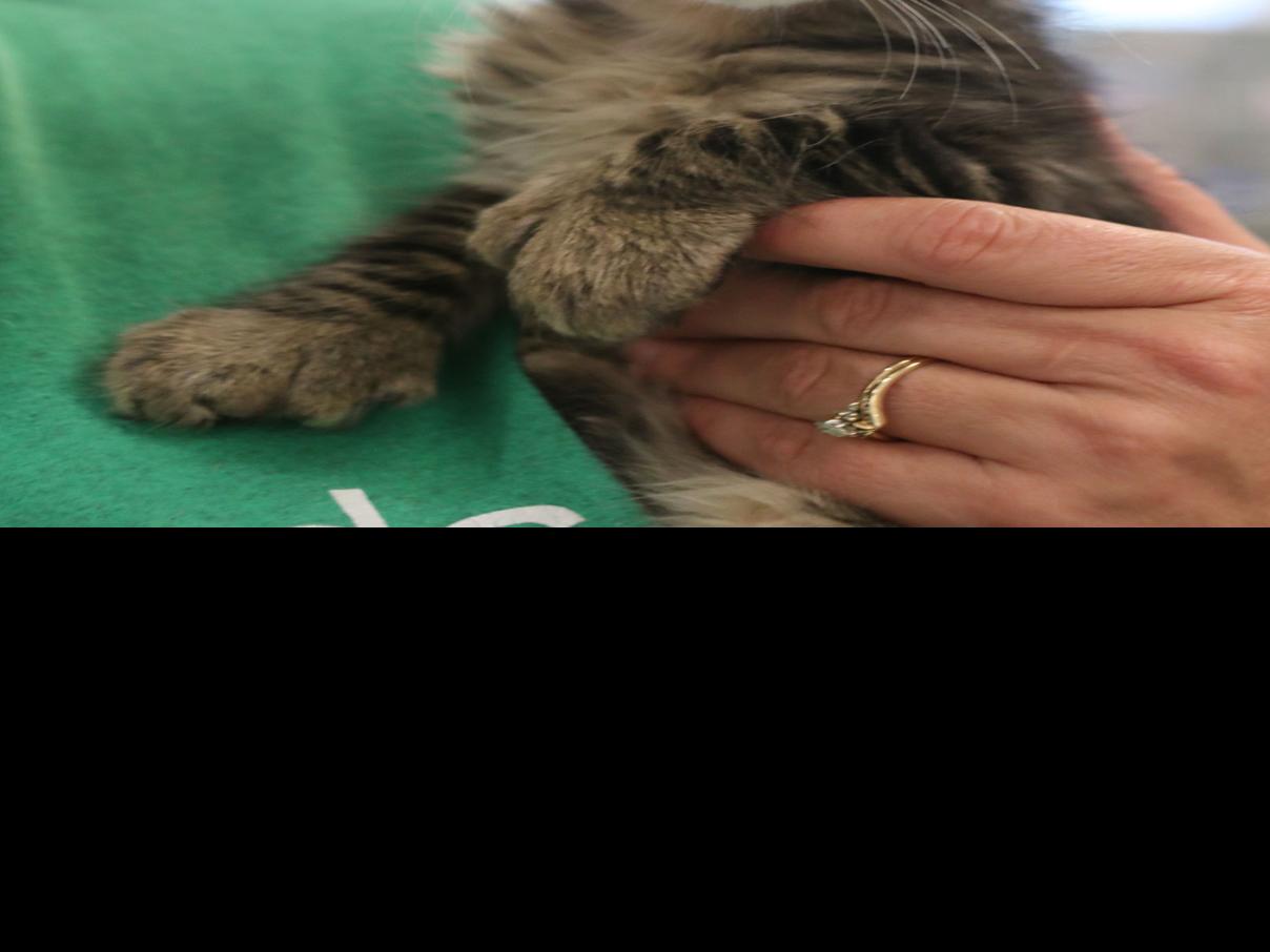 July 14 Face Of The Day Loki The Cat Face Of The Day