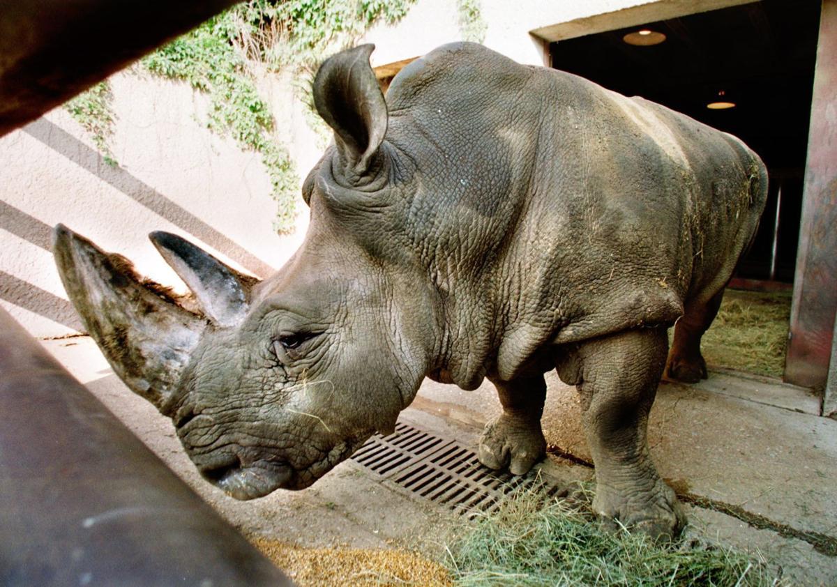 Photos 105 shots of Omaha’s Henry Doorly zoo animals through the years