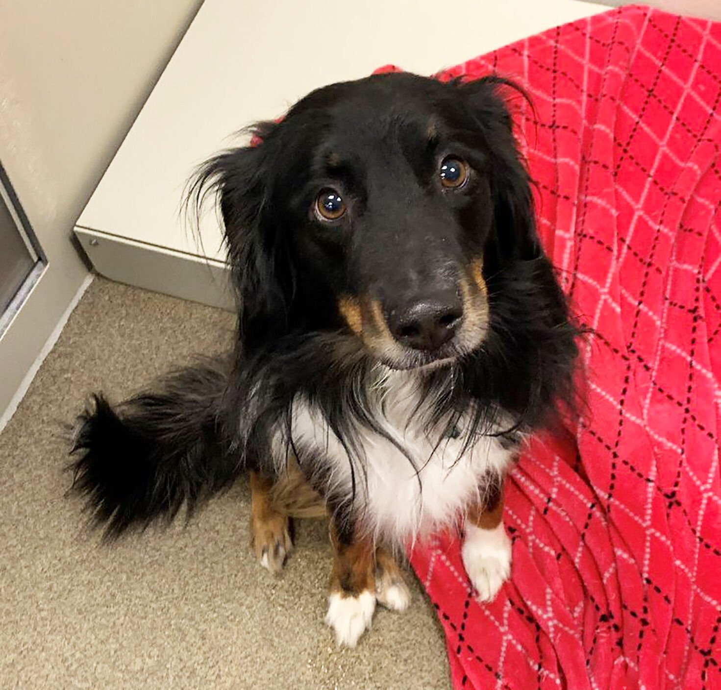 Border collie 2024 dachshund mix