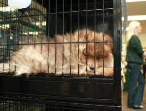 puppy crate petbarn
