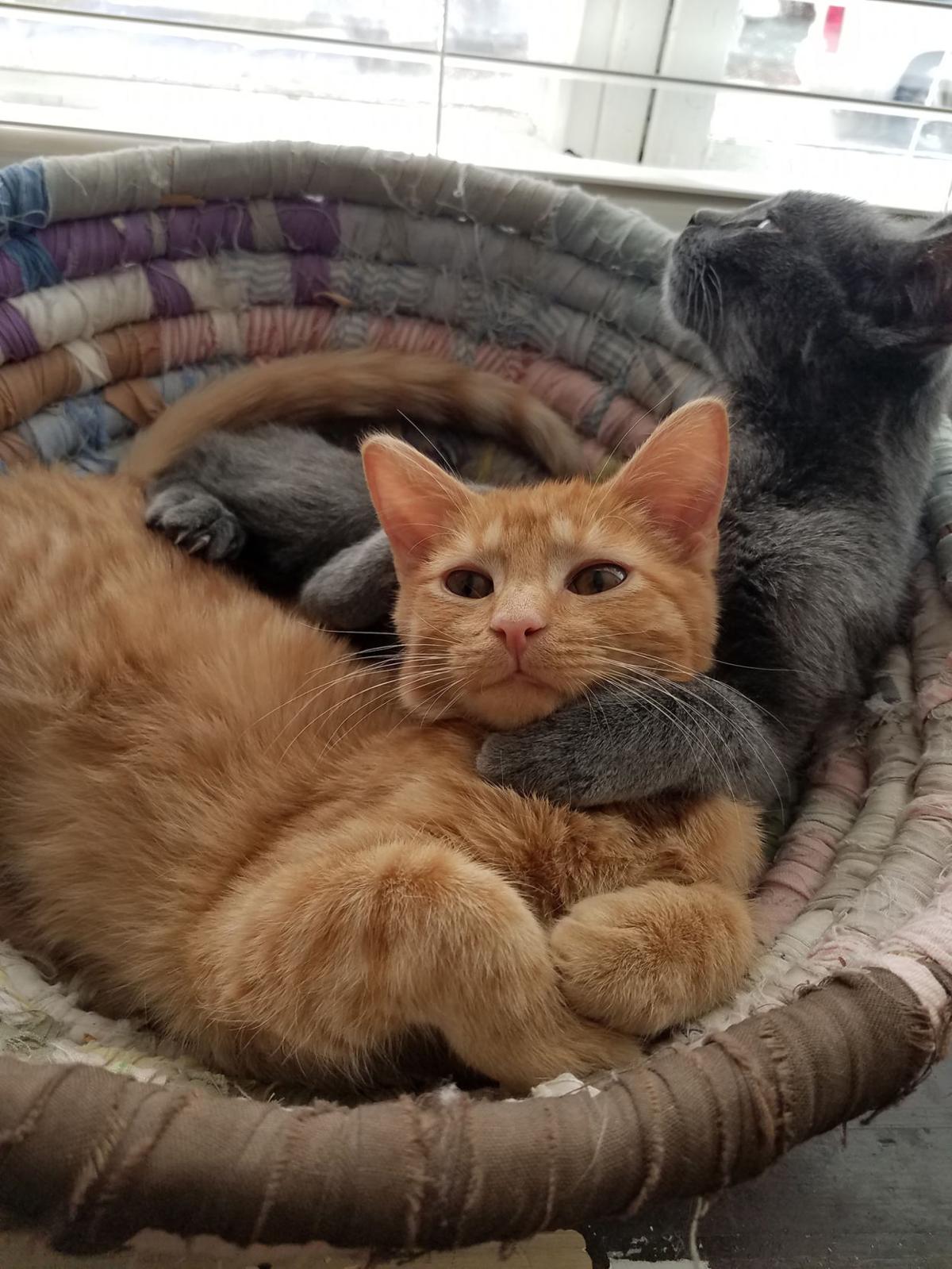 Pet Pals 110 Adorable Pictures Of Animals To Help Boost Your Mood