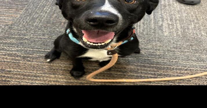 Recruiting dog walking volunteers at Midlands Humane Society