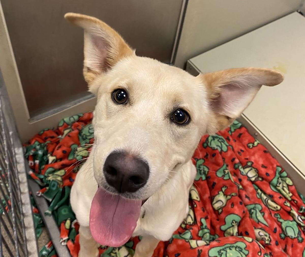 Face of the Day Taffy the Dog