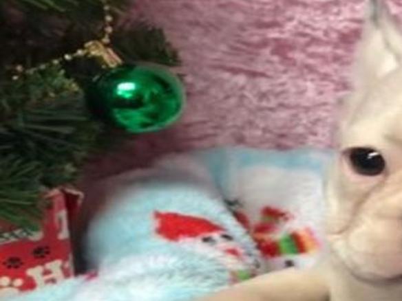 3 Stolen French Bulldog Puppies Returned To Pet Store Pomeranian