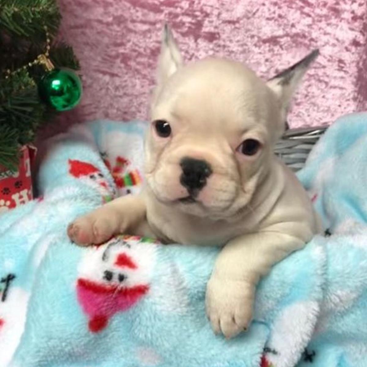Download 3 Stolen French Bulldog Puppies Returned To Pet Store Pomeranian For Android Get Wallpaper 3 Stolen French Bulldog Puppies Returned To Pet Store Pomeranian For Android