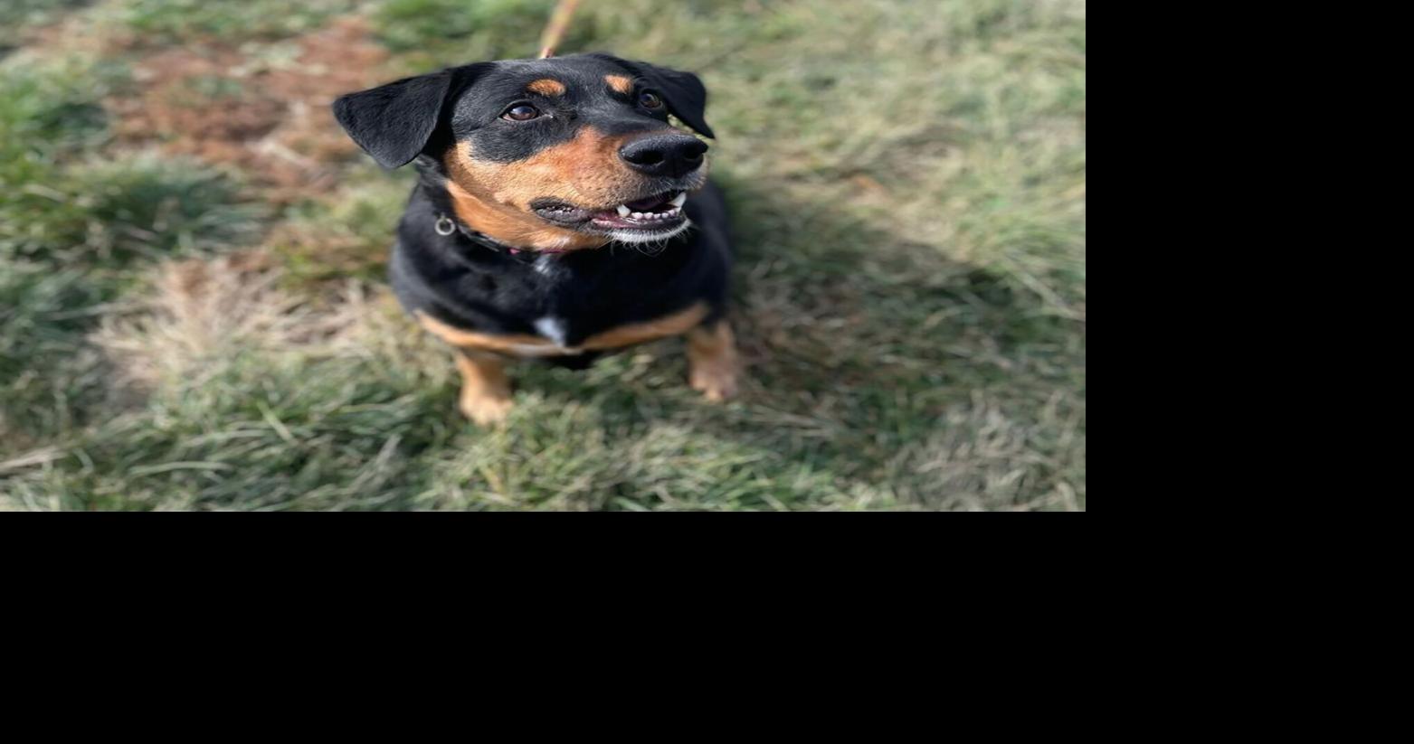 Dec. 13 Face of the Day: Roxy the dog