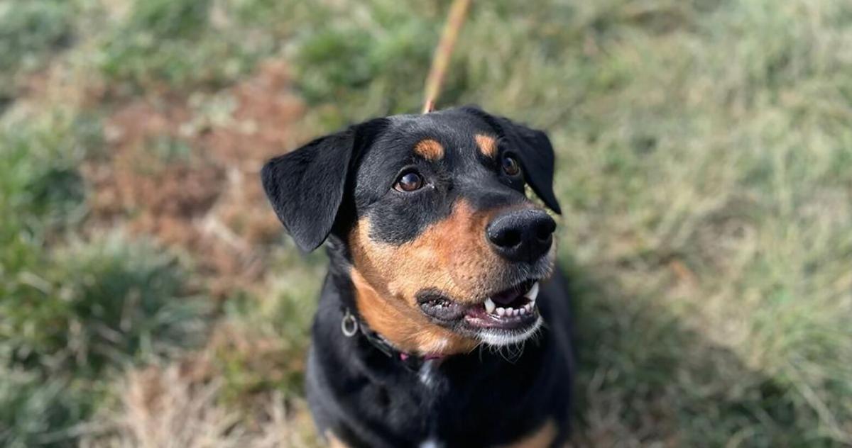 Dec. 13 Face of the Day: Roxy the dog