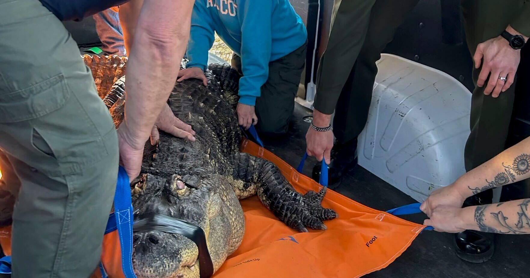 Albert the alligator's owner an 'emotional mess' after New York state's seizure of 11-foot reptile - Vimarsana News