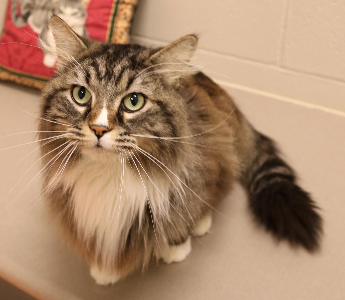 35 cats available for adoption at Midlands Humane Society Local News