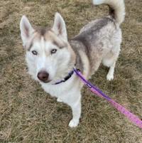 Hill’s Food, Shelter & Love program keeps shelter pets happy, healthy Hill’s Food, Shelter & Love program keeps shelter pets happy, healthy