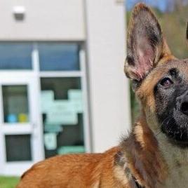 Midlands Humane Society: Petco Love and MHS encourage fostering during busy summer season - Vimarsana News