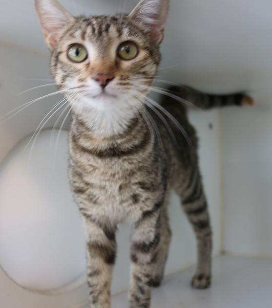 MHS seeks donations of premium-brand kitten, puppy food - The Daily Nonpareil