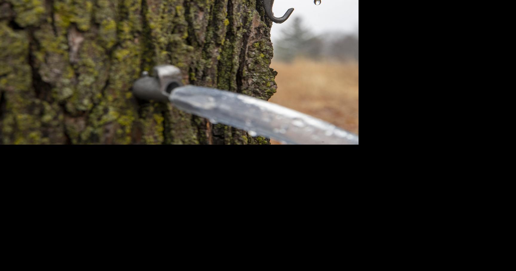 Botna Bend to teach about tapping maple trees on Saturday