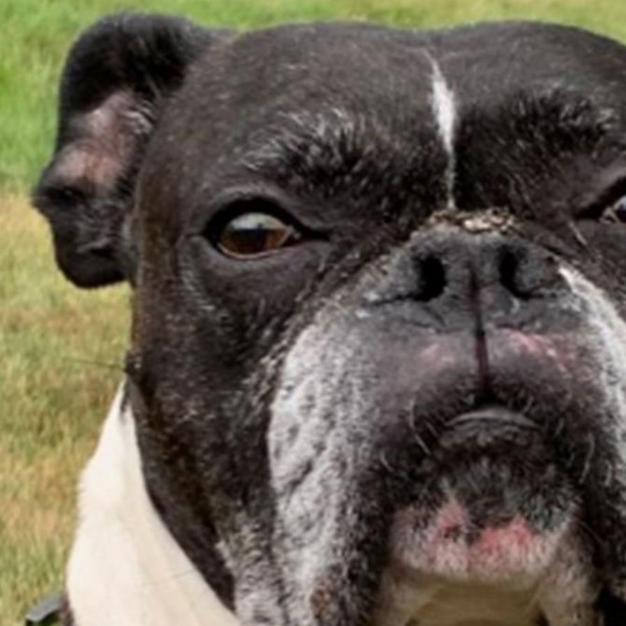 Empty The Shelters Means It S A Great Weekend To Adopt A New Pet