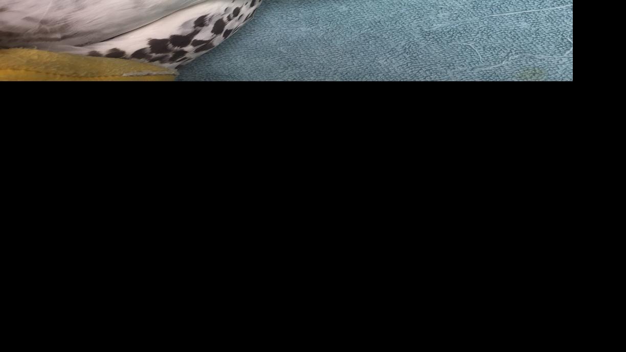 Snowy Owl Found Starving In Southwest Iowa Is Released After Help From Area Raptor Centers Local News Nonpareilonline Com