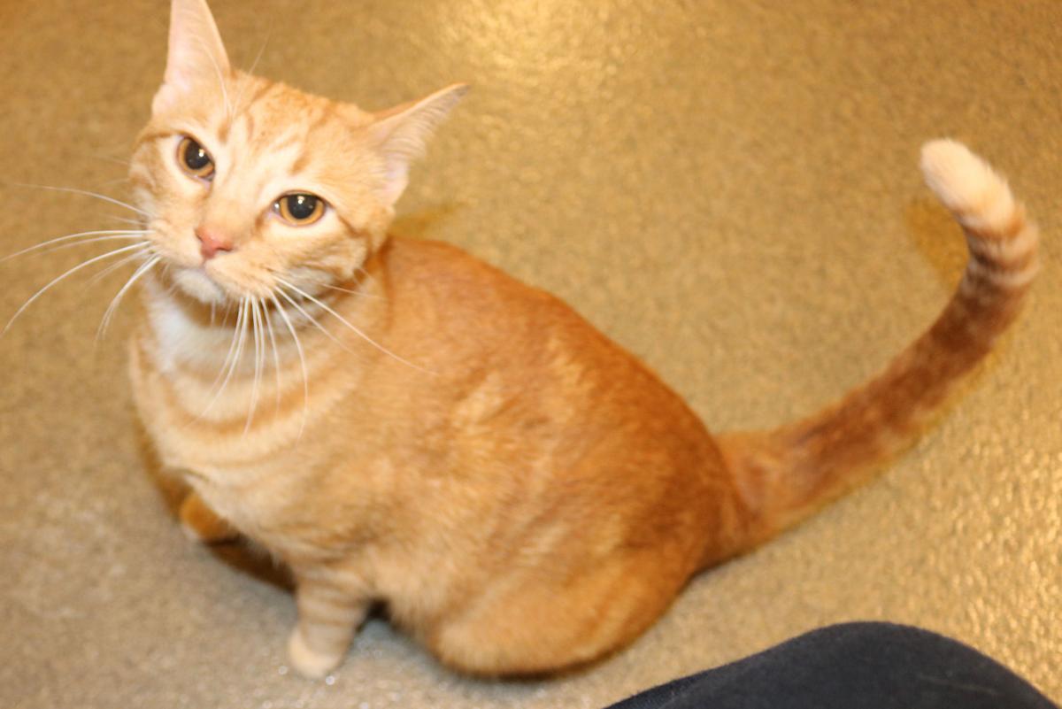 35 cats available for adoption at Midlands Humane Society Local News