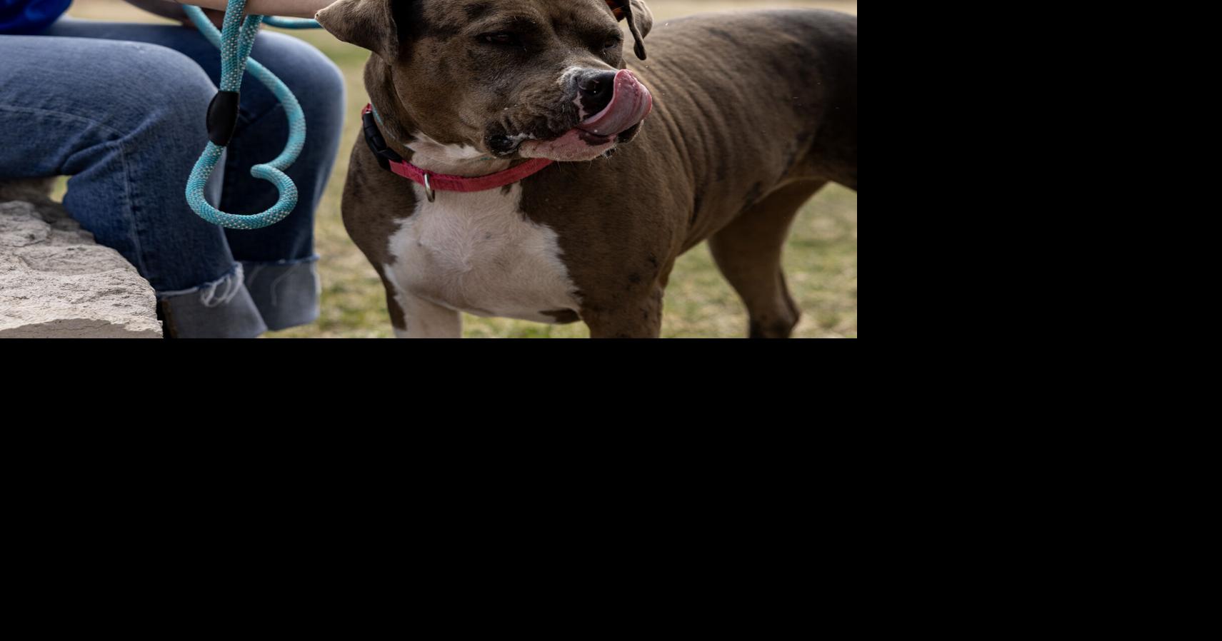 Council Bluffs City Council to consider repealing pit bull ban on Monday evening