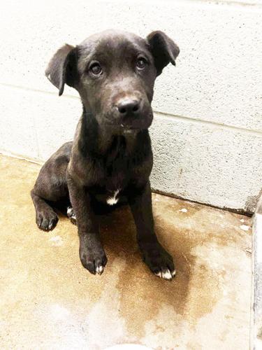 020823-sni-news-cass-puppy-rescue.jpg