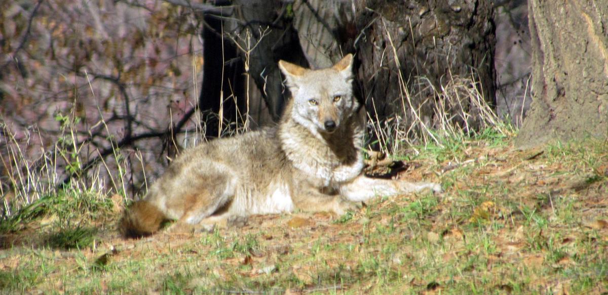 Coyote population continues to increase, especially in southwest Iowa
