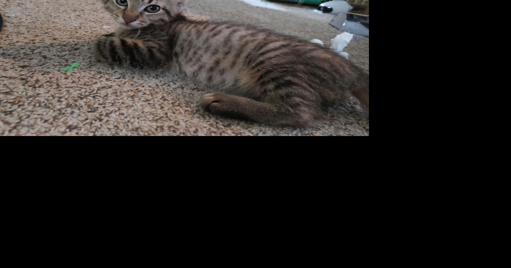 Kittens available at PetSmart today