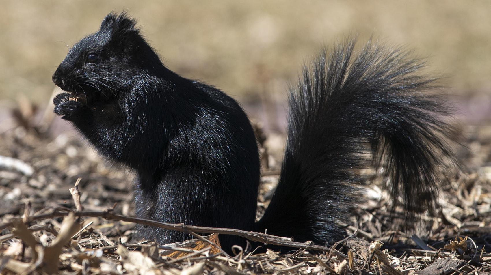 May 9 Face of the Day The black squirrel Face of the Day
