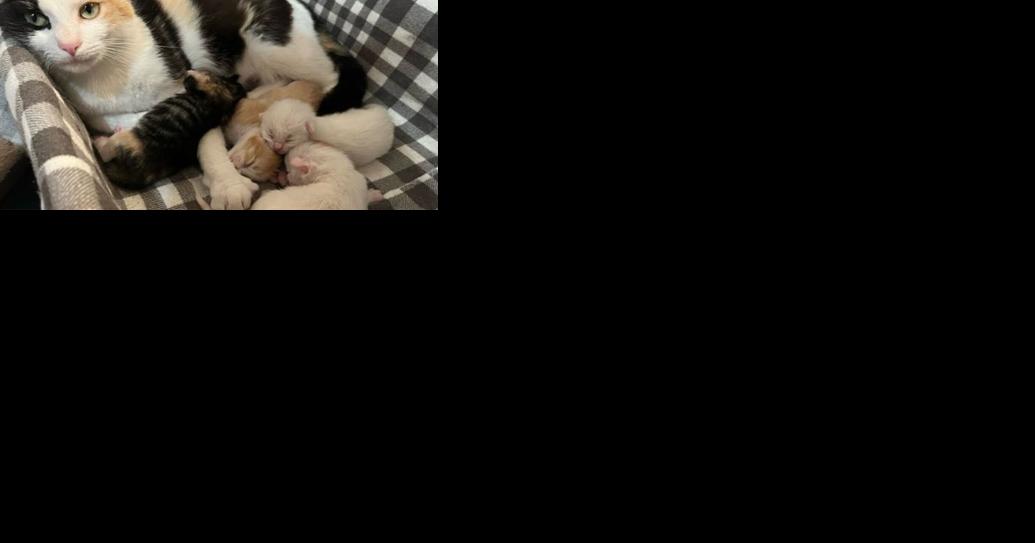Support Our Local Animal Shelter weekly pet adoption column - Vimarsana News
