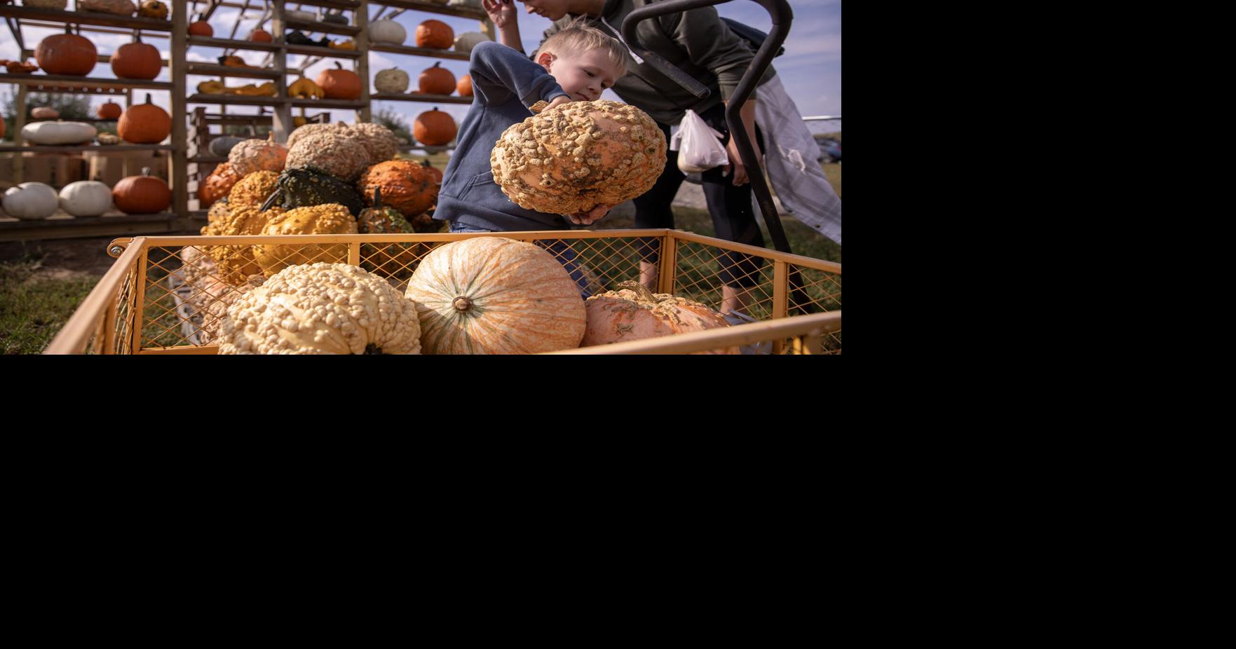 Ditmars Orchard & Vineyard 70 acres of flourishing fall fun