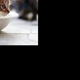 Become a pet foster volunteer and help save lives - Vimarsana News