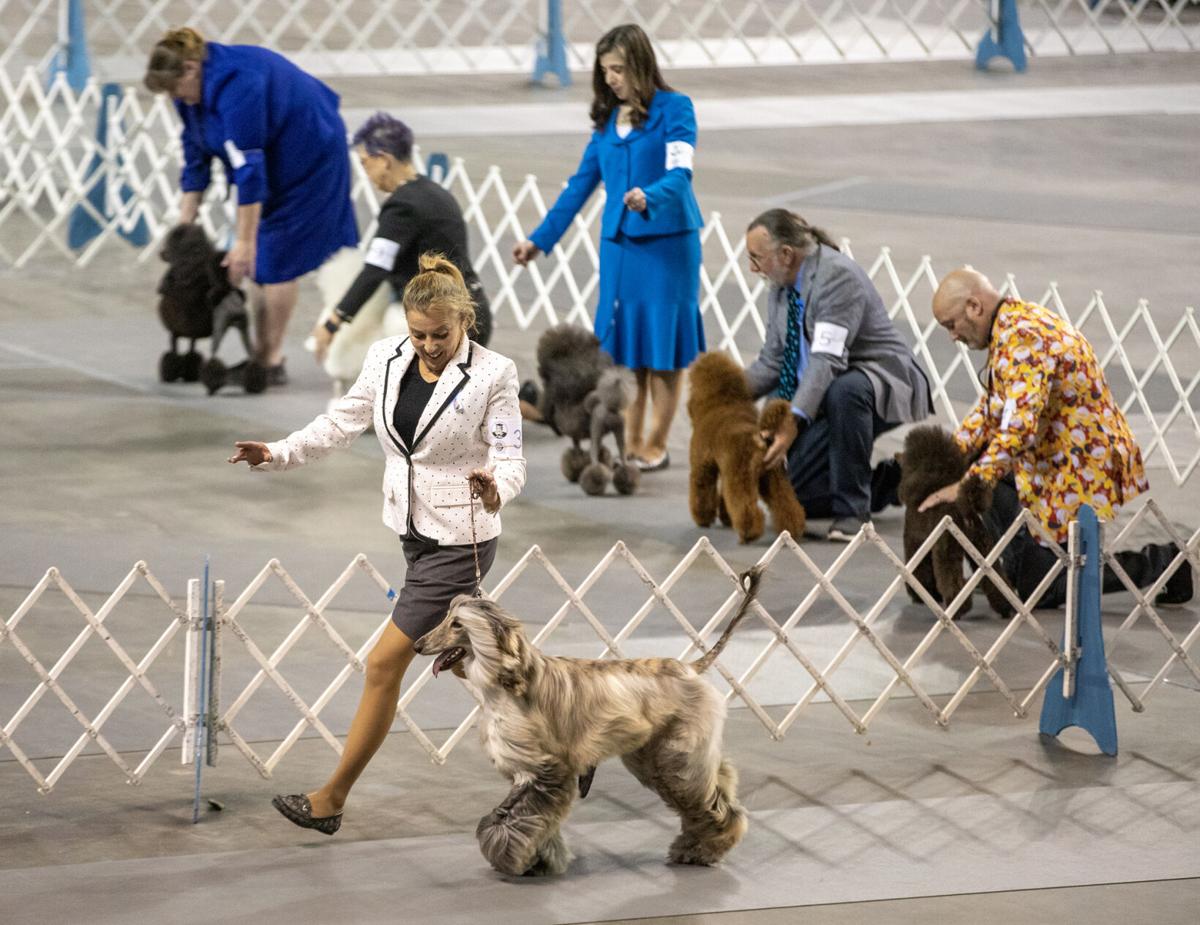 PHOTOS Council Bluffs Kennel Club Dog Show