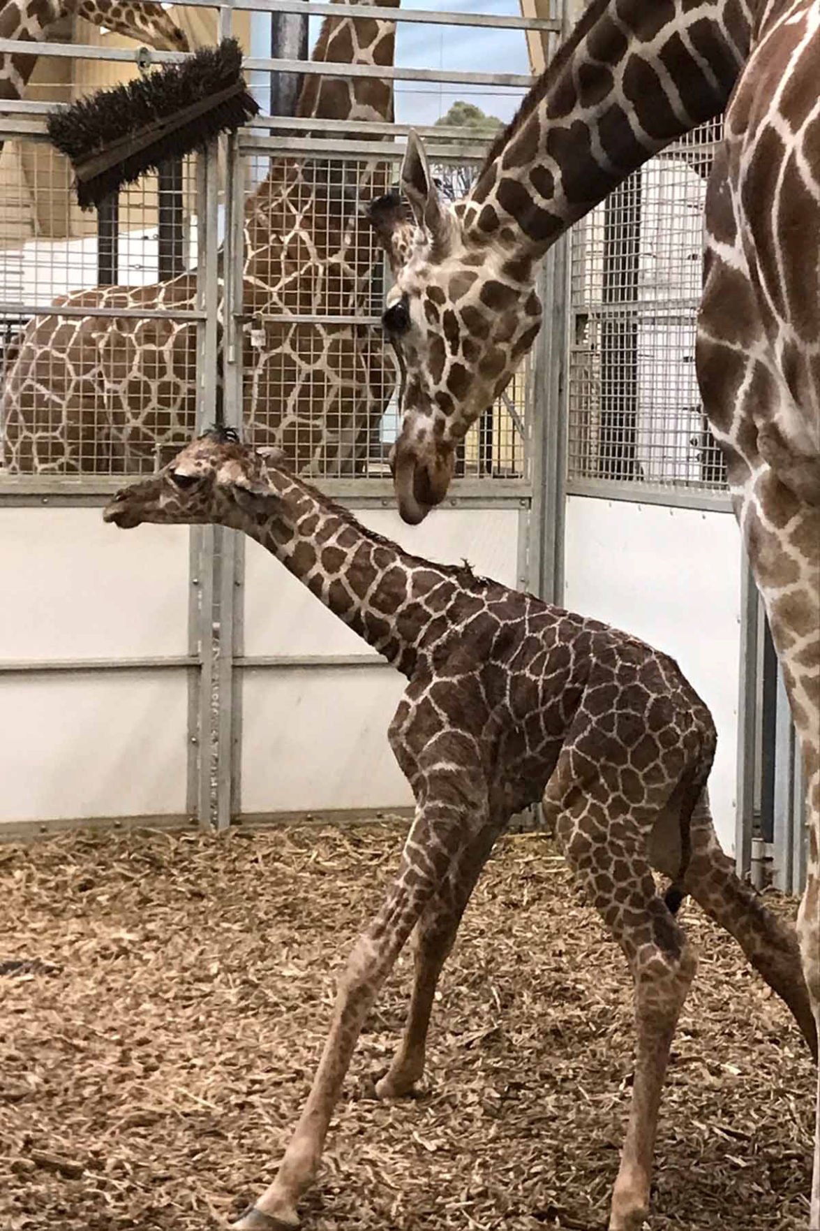 Baby giraffe is second to be born at Omaha zoo this year | Good News