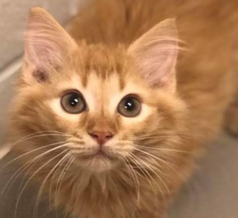 Ginger Cat Day Is A Holiday You Might Want To Consider Celebrating