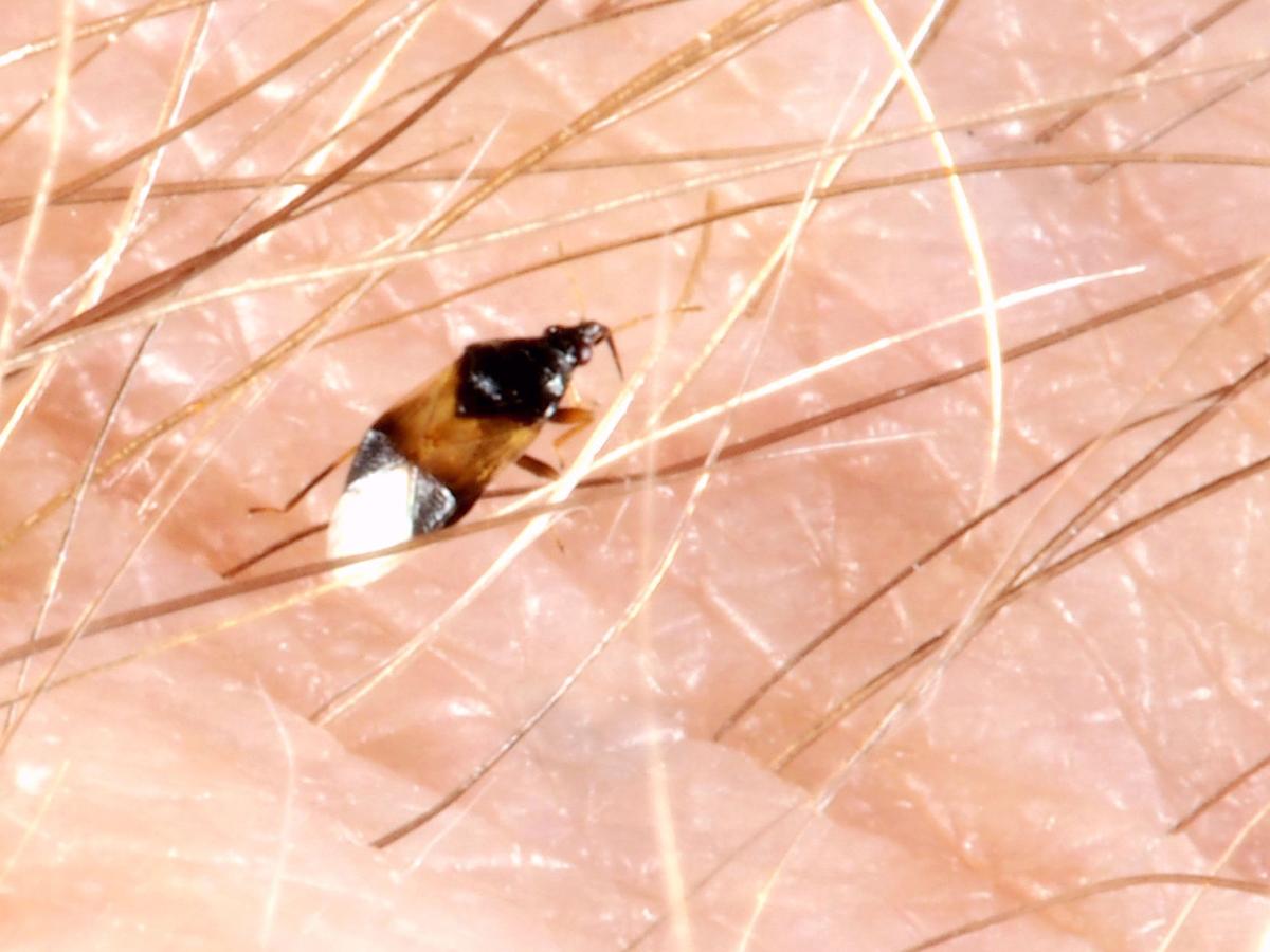 Need some relief from those darn pirate bugs? It’ll take a freeze to