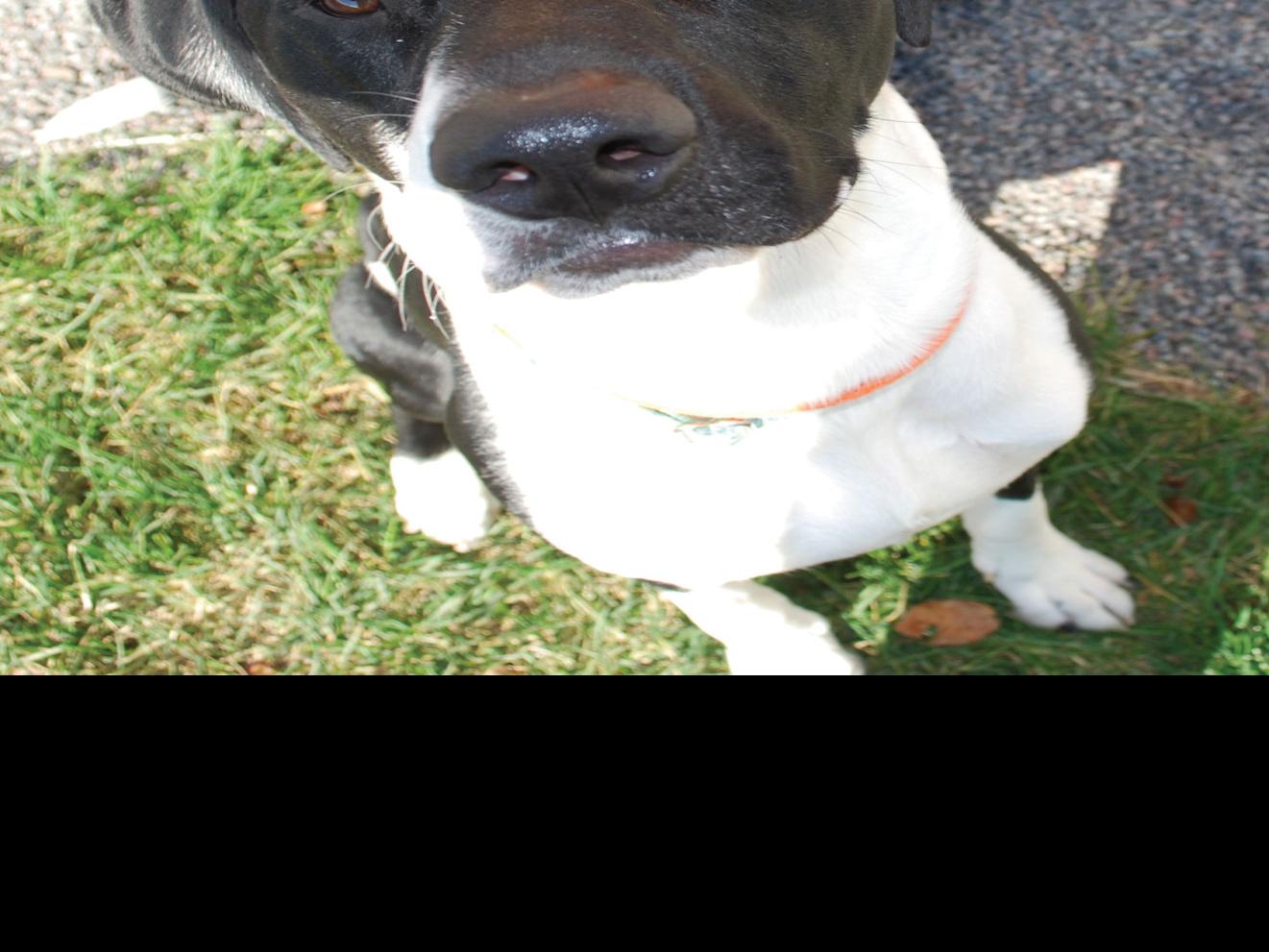 Mhs At Bluffs Kennel Dog Show Midwest Homebrews Fundraiser This