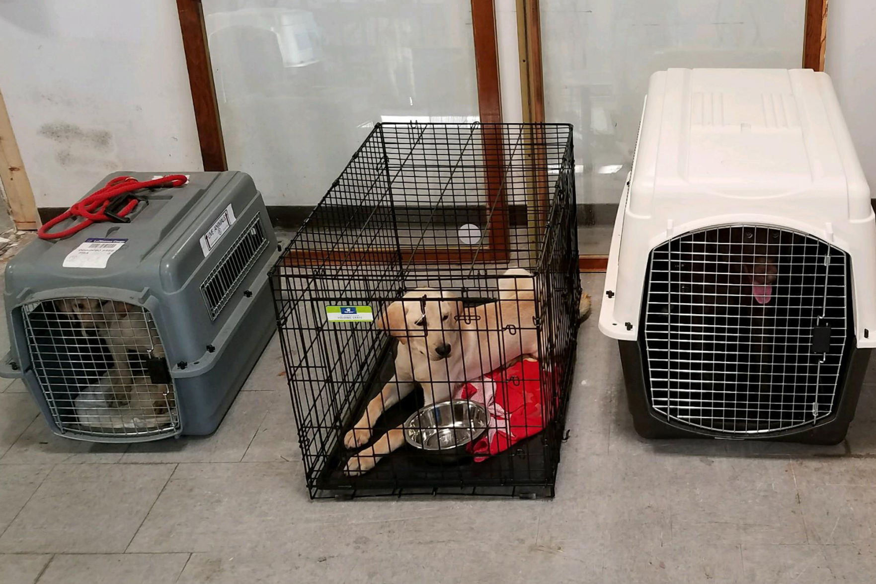 dog kennels for puppies