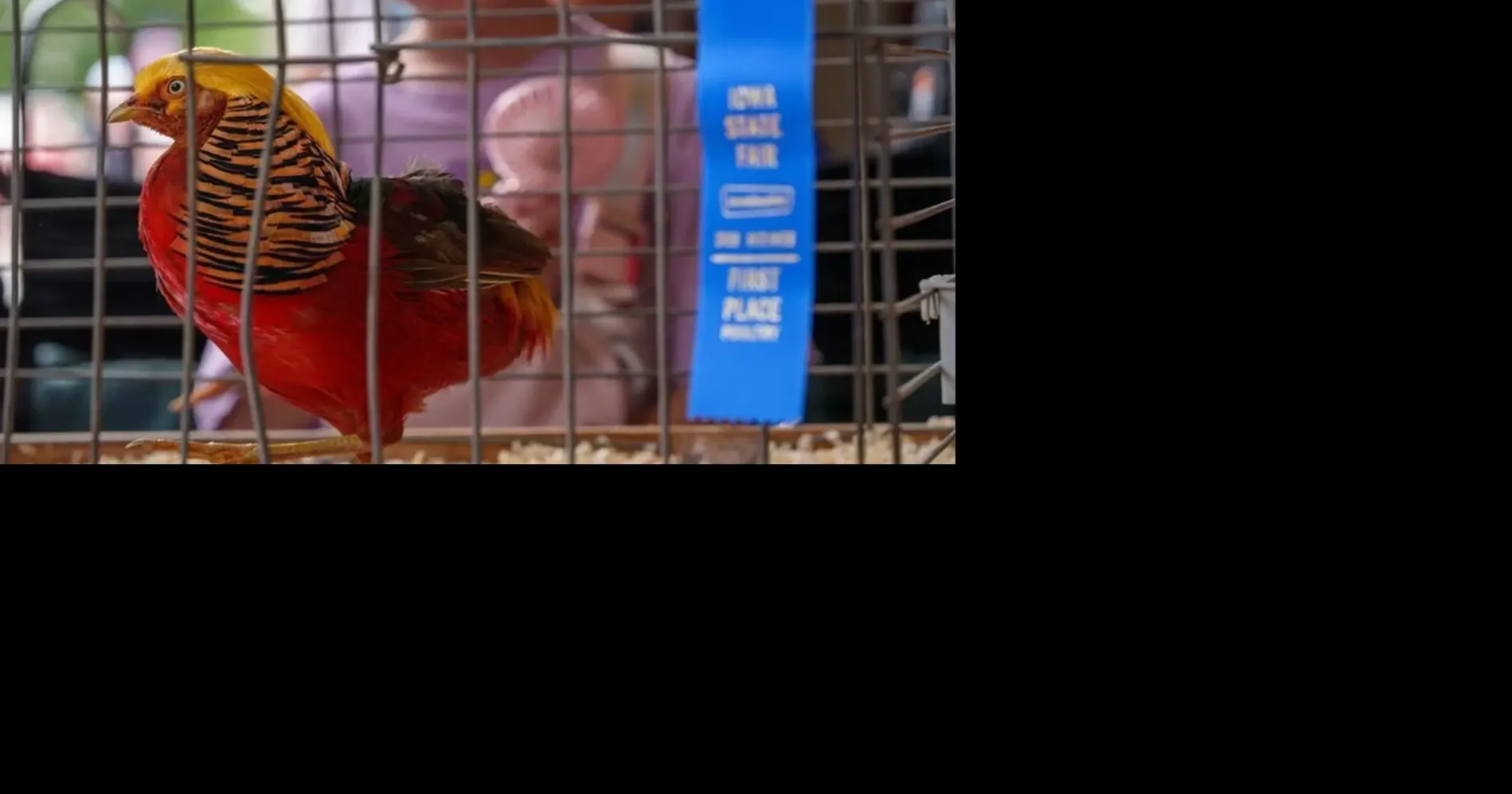 Red, gold and blue pheasant crowned Iowa State Fair's prettiest bird