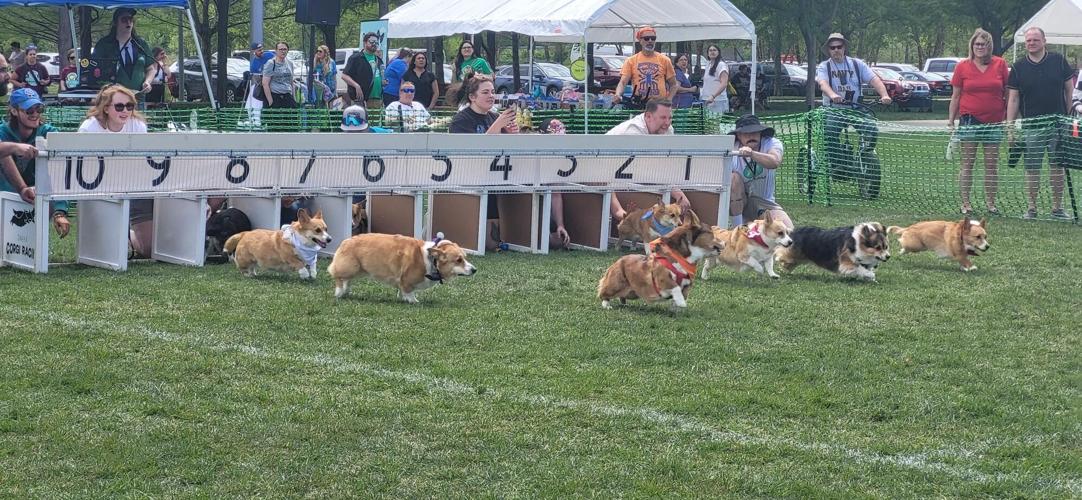 Corgi races align with annual Celebrate CB festivities