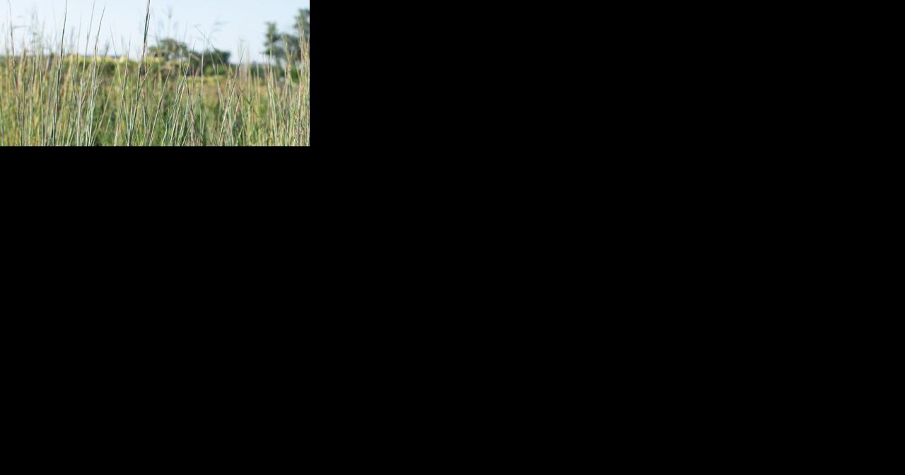 Funding available for quail habitat practices in Iowa - Vimarsana News