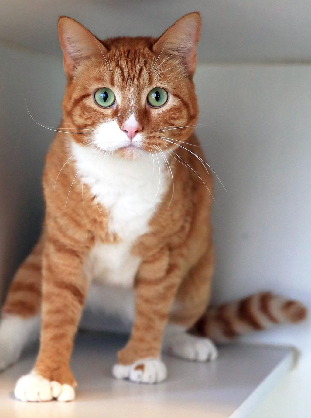 Nov 7 Face Of The Day Dax The Cat Face Of The Day